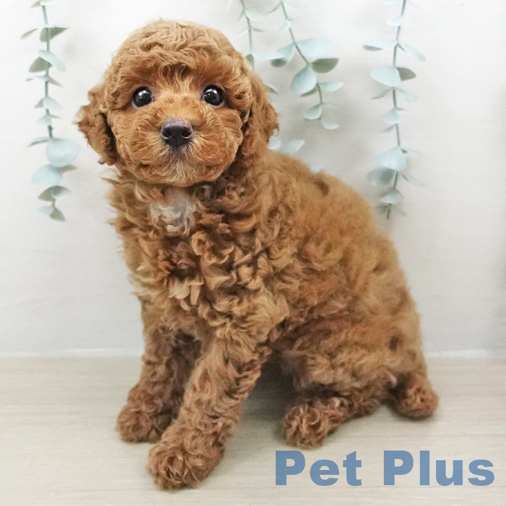 トイ・プードル