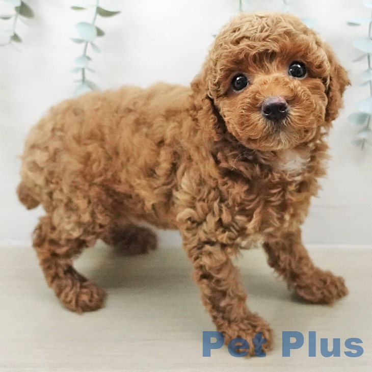 トイ・プードル