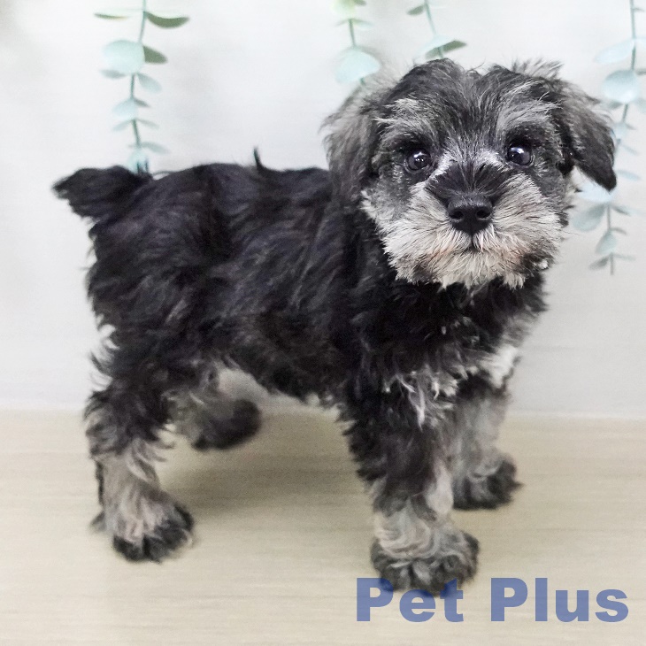 ミニチュア・シュナウザー