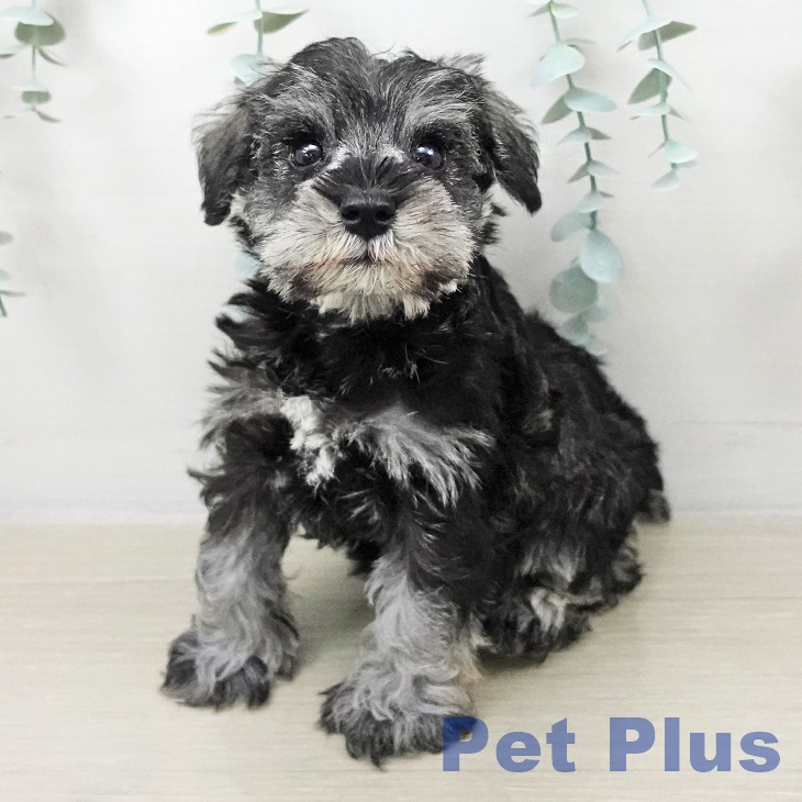 ミニチュア・シュナウザー