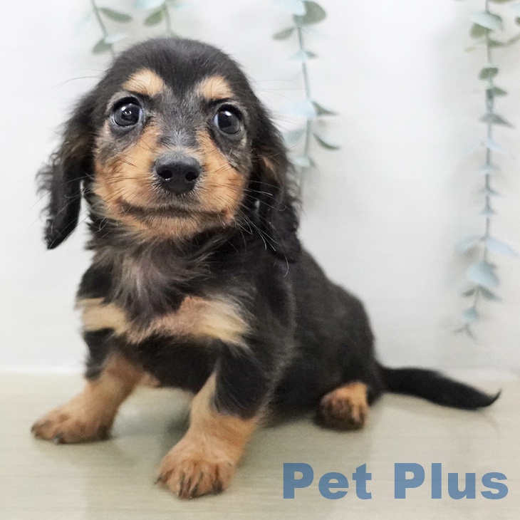 ミニチュア・ダックスフンド