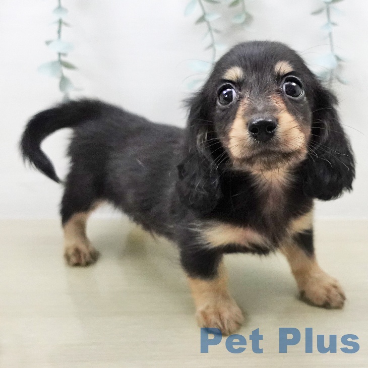 ミニチュア・ダックスフンド