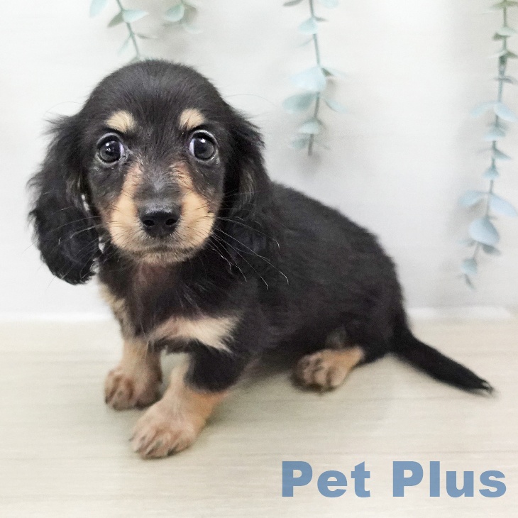 ミニチュア・ダックスフンドの写真2