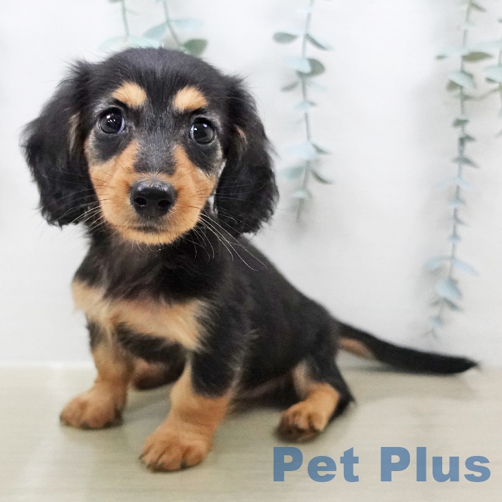 ミニチュア・ダックスフンド