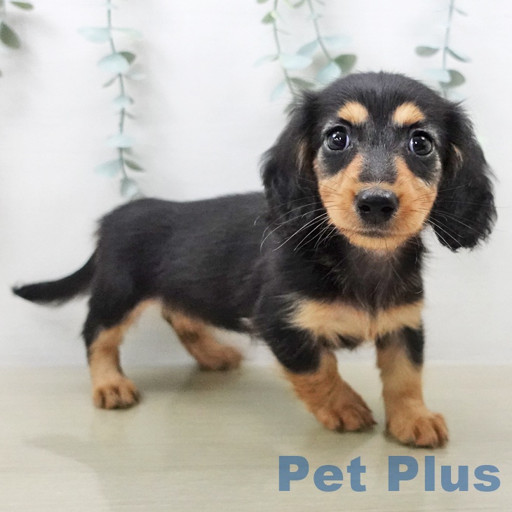 ミニチュア・ダックスフンドの写真2