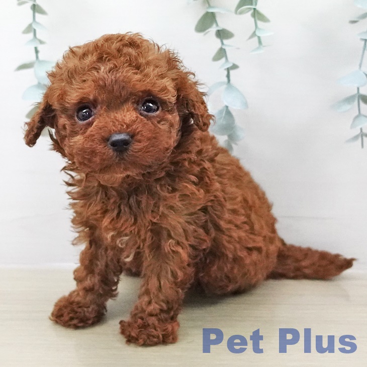 トイ・プードル