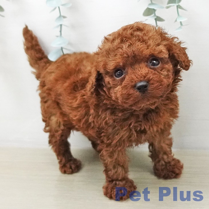 トイ・プードルの写真2