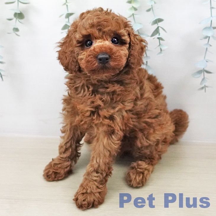 トイ・プードル