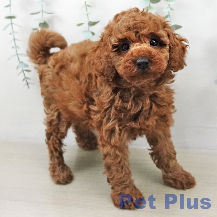 トイ・プードルの写真2