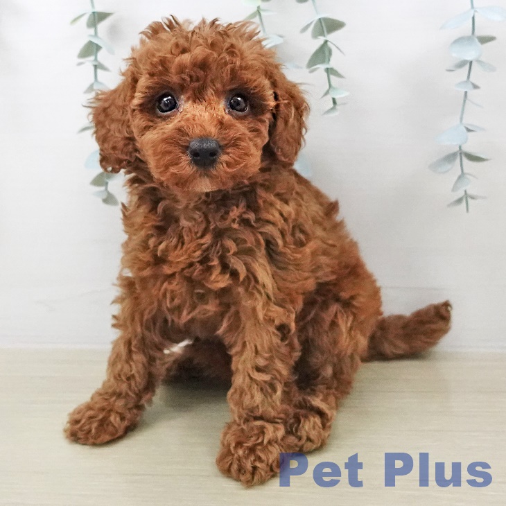 トイ・プードル