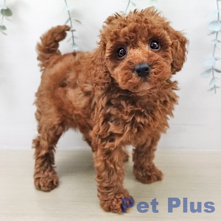 トイ・プードルの写真2