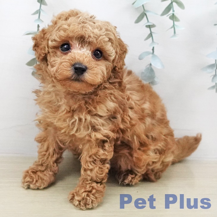 トイ・プードル