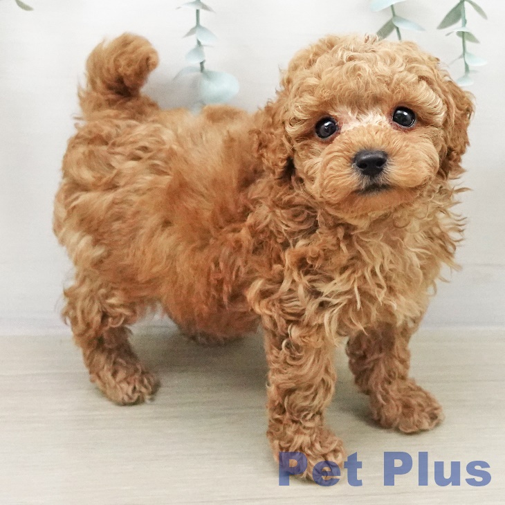 トイ・プードルの写真2