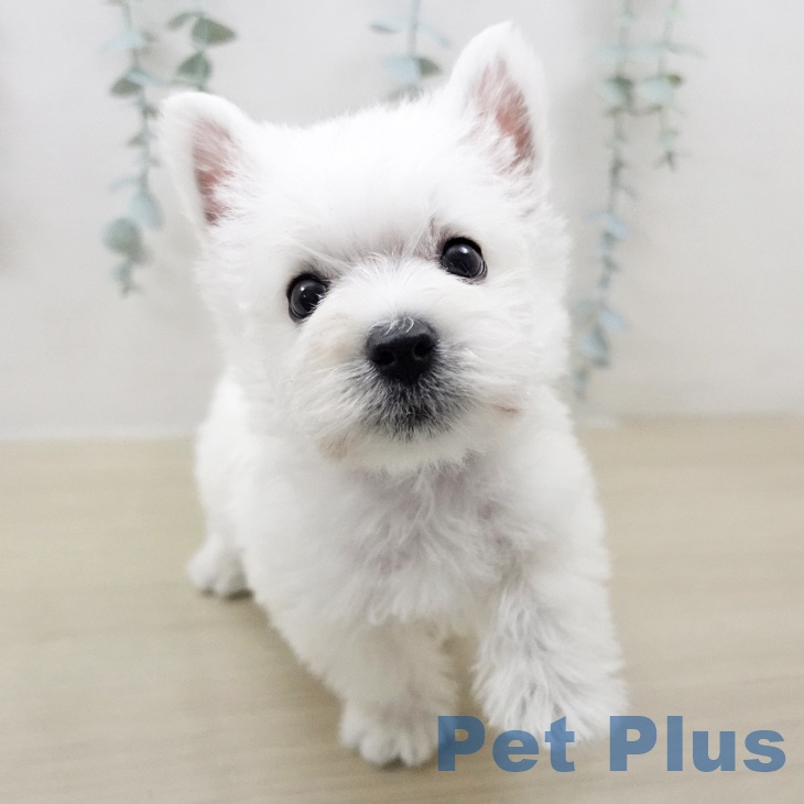 ウエスト・ハイランド・ホワイト・テリアの写真2