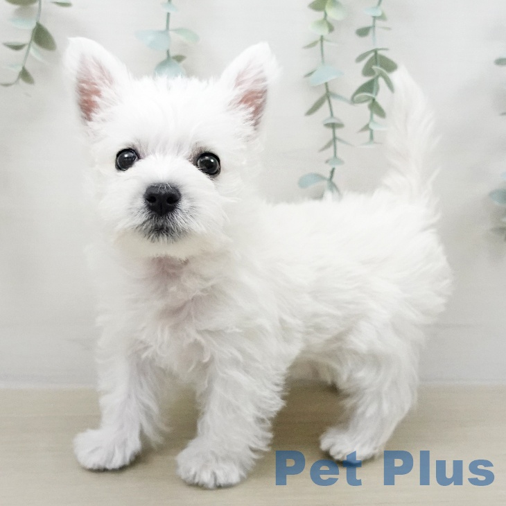 ウエスト・ハイランド・ホワイト・テリア