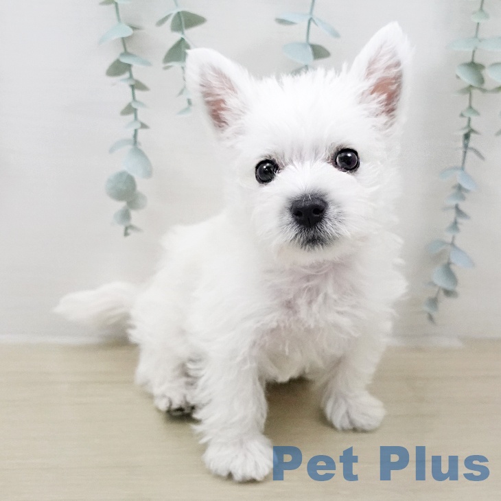 ウエスト・ハイランド・ホワイト・テリアの写真2