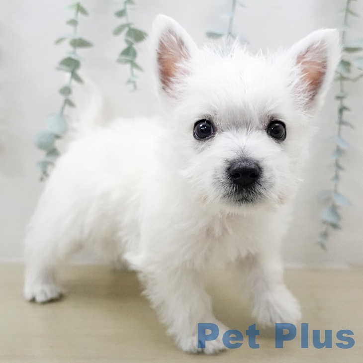 ウエスト・ハイランド・ホワイト・テリアの写真2