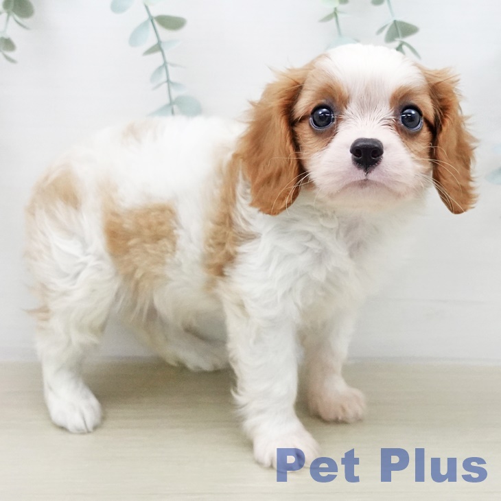 キャバリア・キングチャールズ・スパニエルの写真2