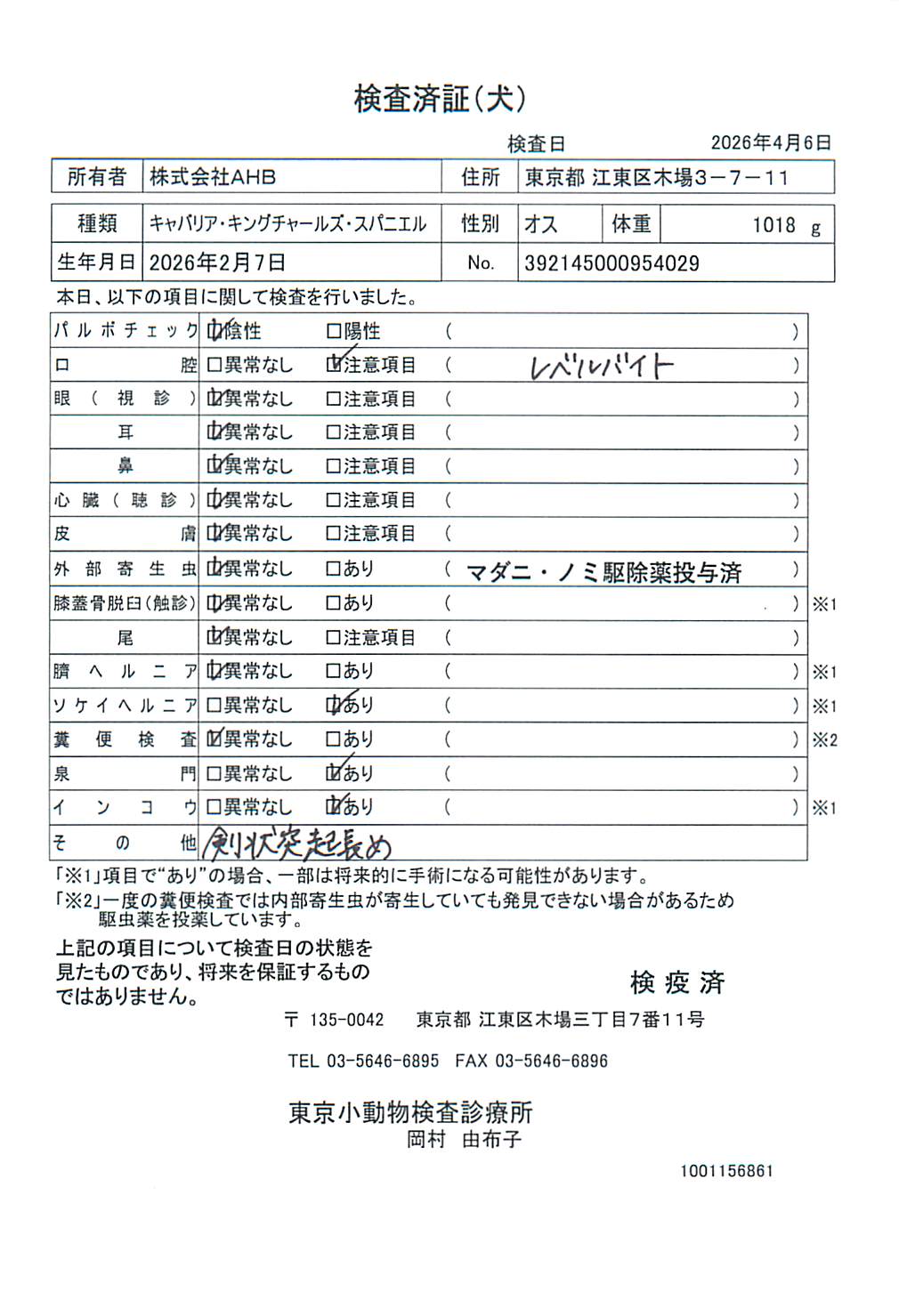キャバリア・キングチャールズ・スパニエル