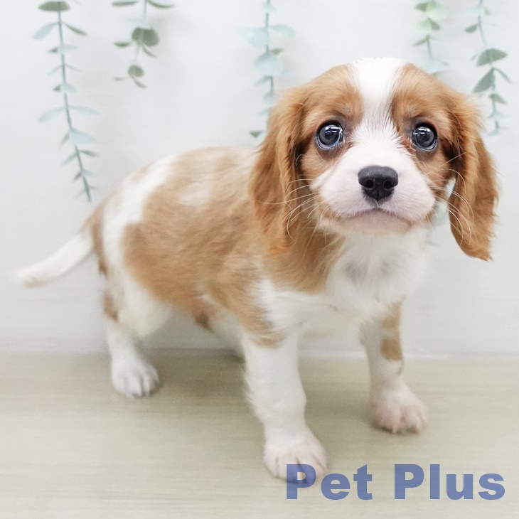 キャバリア・キングチャールズ・スパニエル