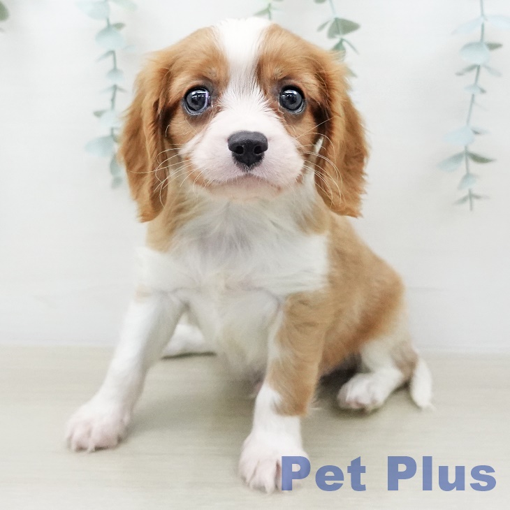 キャバリア・キングチャールズ・スパニエルの写真2