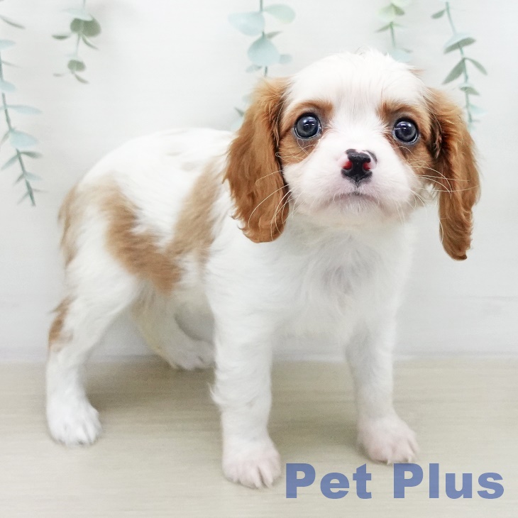 キャバリア・キングチャールズ・スパニエルの写真2