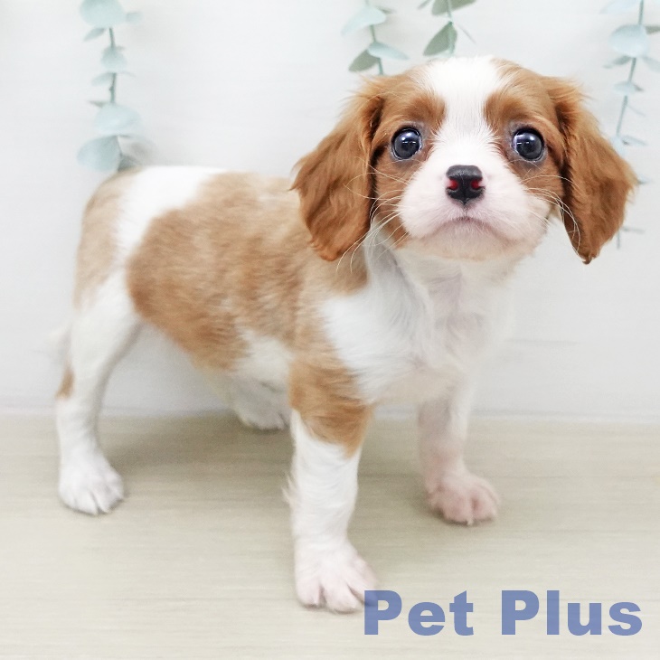 キャバリア・キングチャールズ・スパニエル