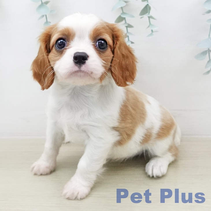 キャバリア・キングチャールズ・スパニエル