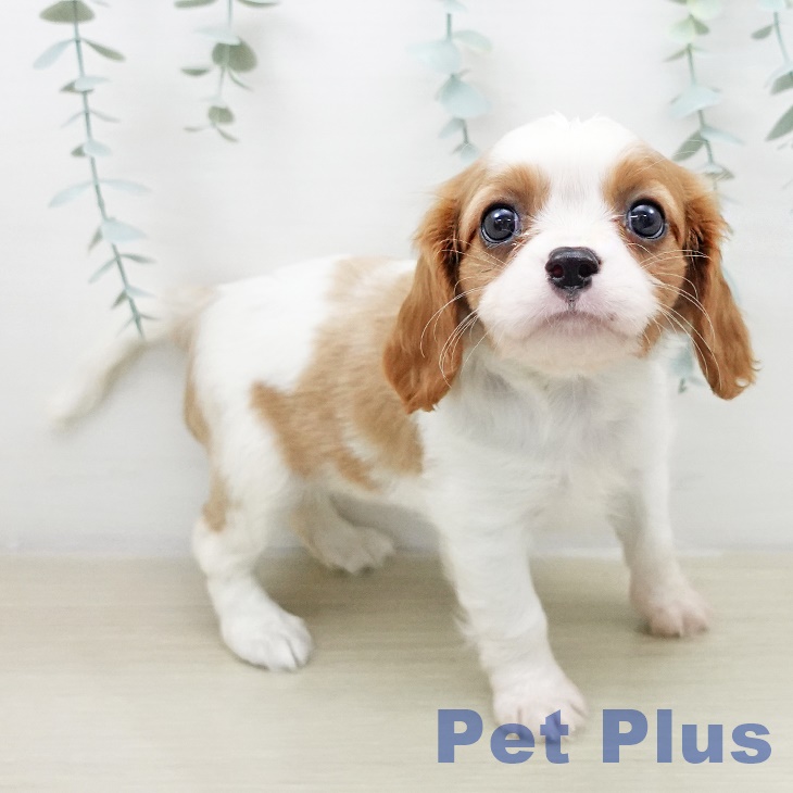 キャバリア・キングチャールズ・スパニエルの写真2