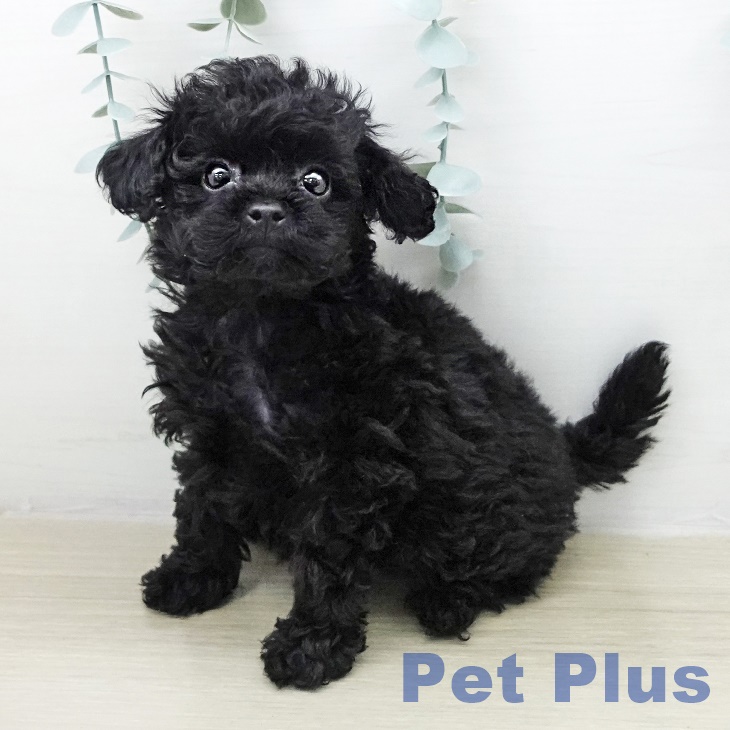 トイ・プードル