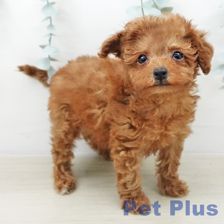 トイ・プードルの写真2