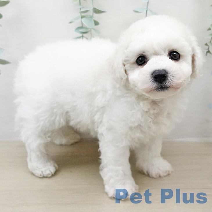 ビション・フリーゼ