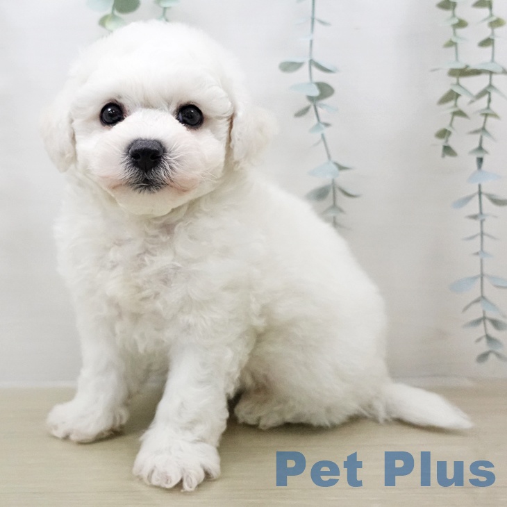 ビション・フリーゼ