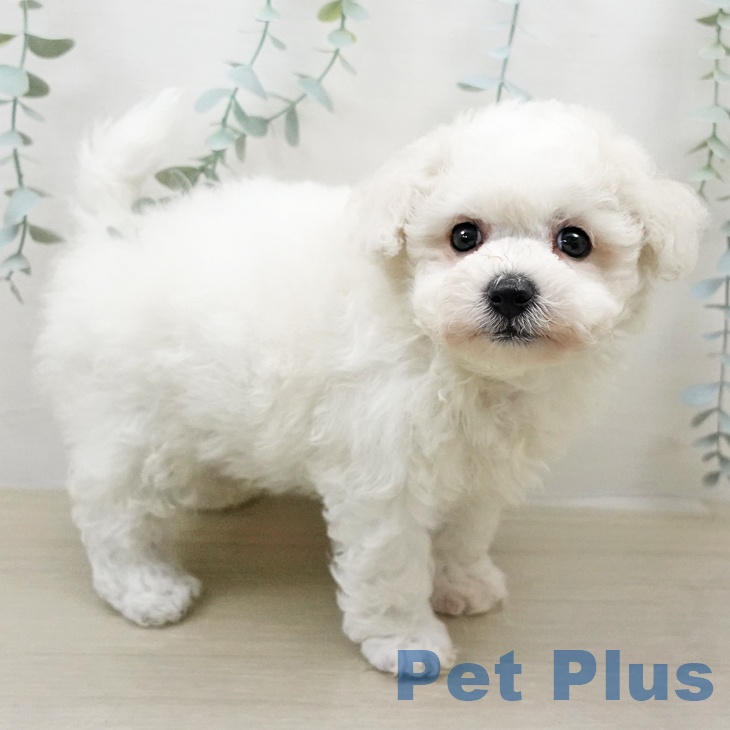 ビション・フリーゼの写真2