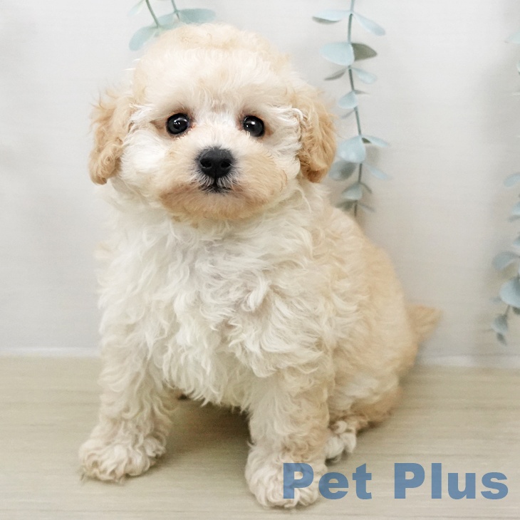 トイ・プードル