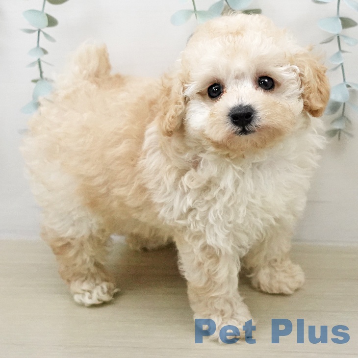 トイ・プードルの写真2