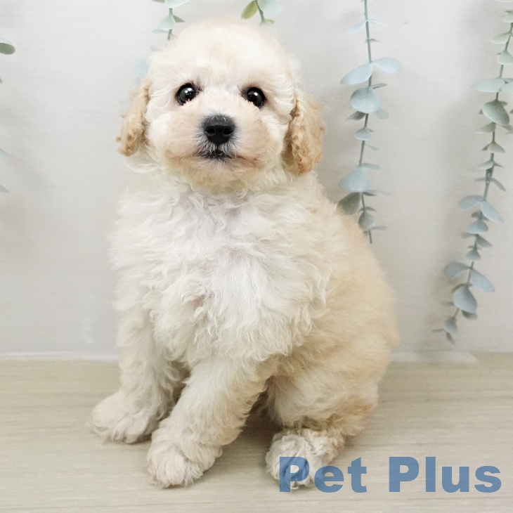 トイ・プードル