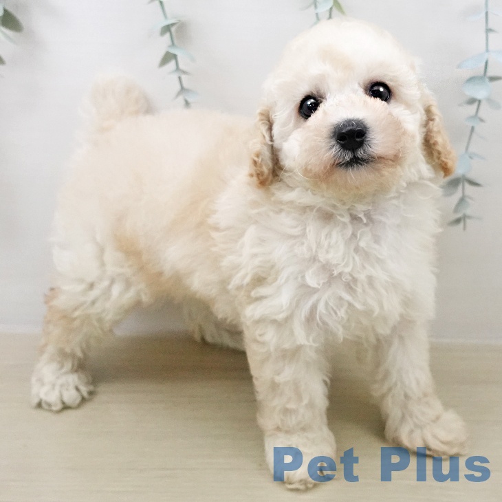 トイ・プードルの写真2