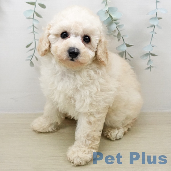 トイ・プードル