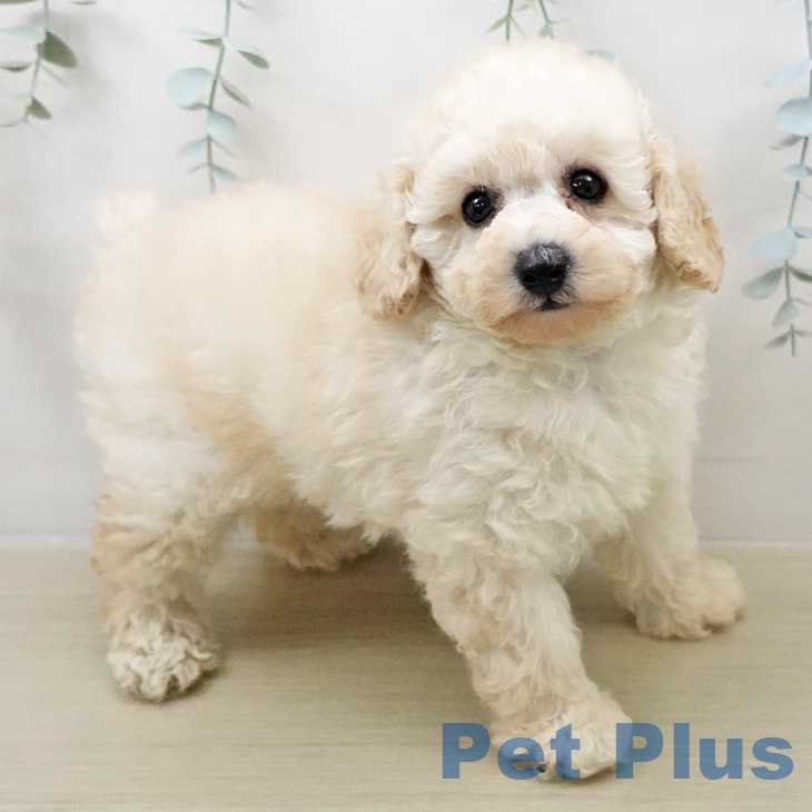 トイ・プードルの写真2