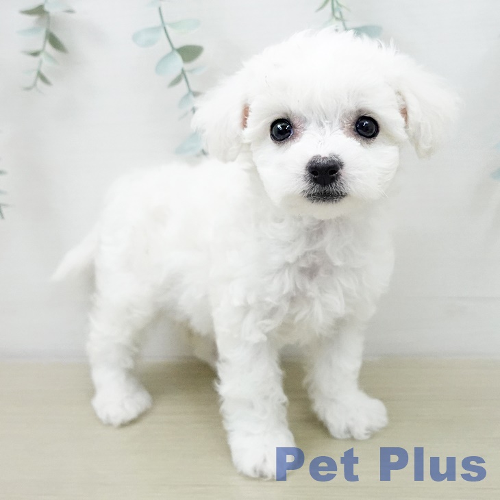 ビション・フリーゼの写真2