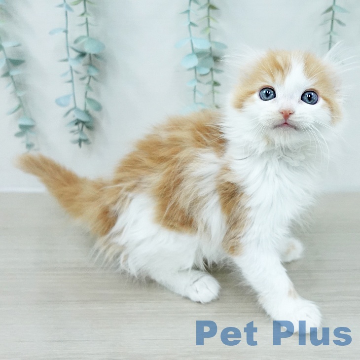 アメリカンカール