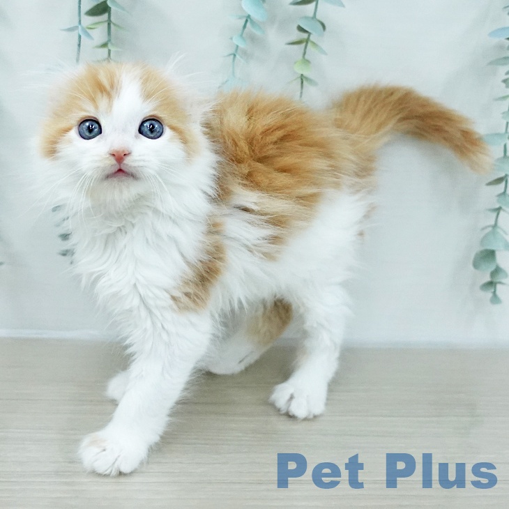 アメリカンカールの写真2