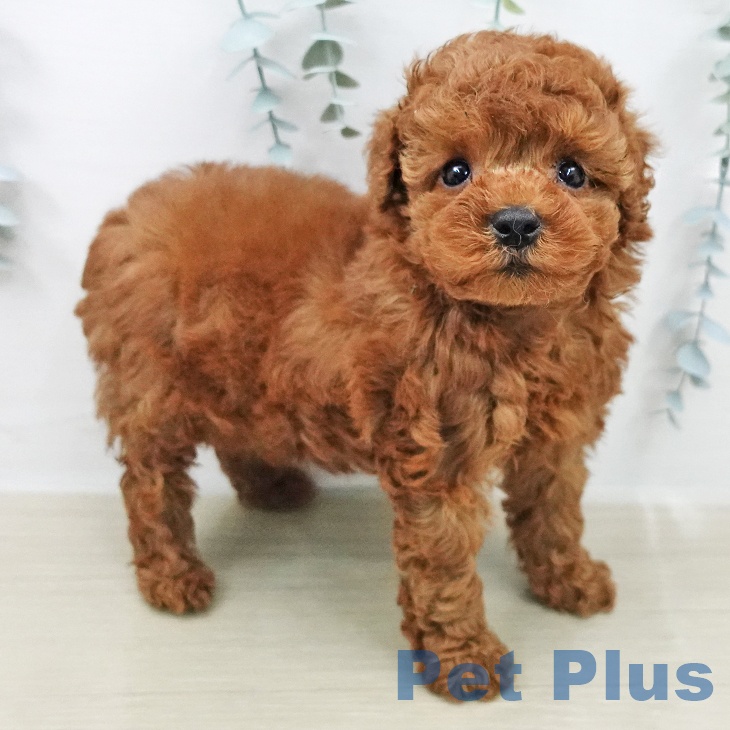 トイ・プードル