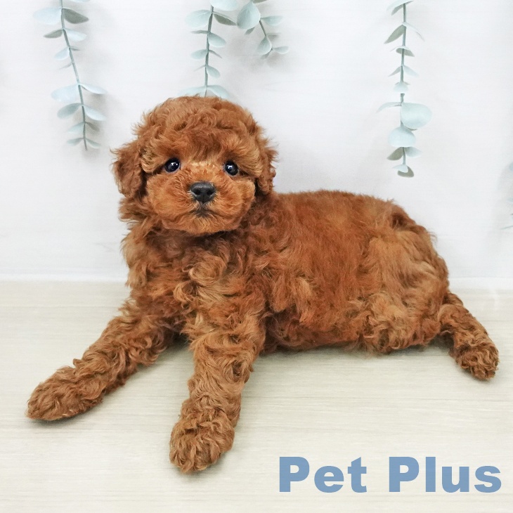 トイ・プードルの写真2