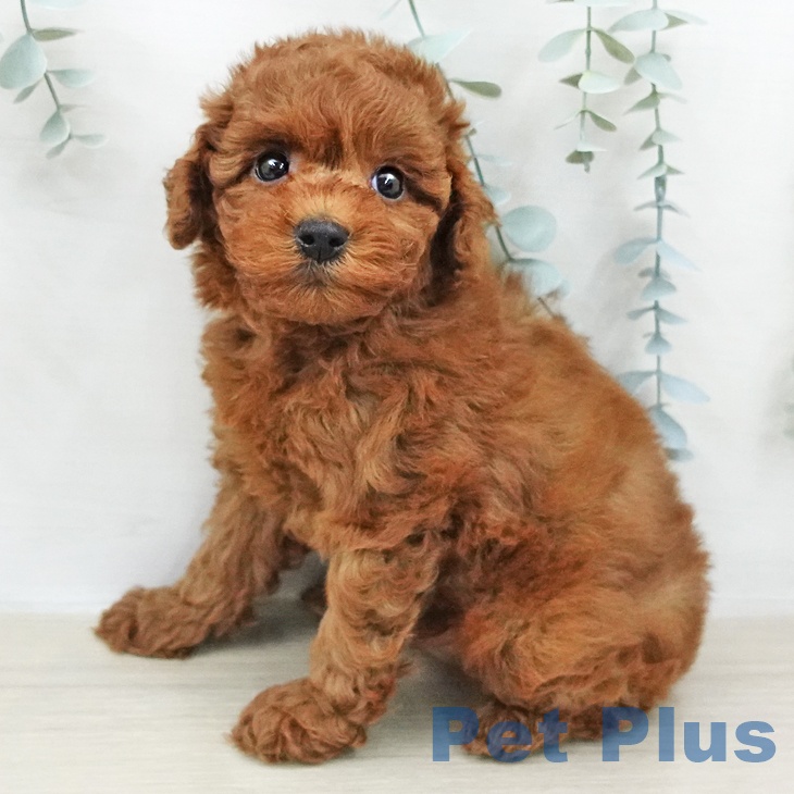 トイ・プードル