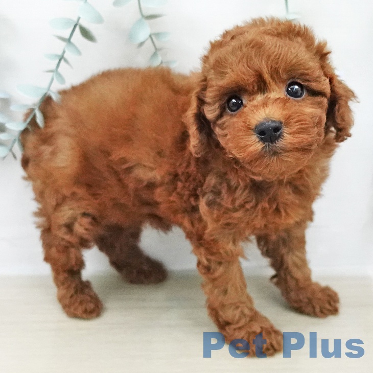 トイ・プードルの写真2