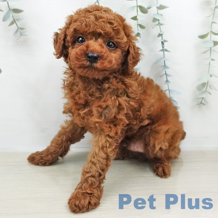 トイ・プードル