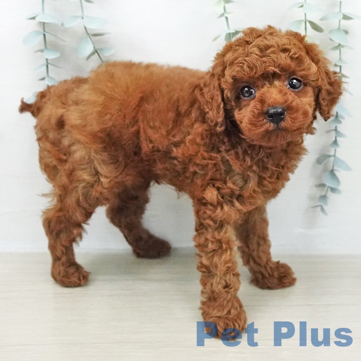 トイ・プードル