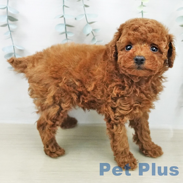 トイ・プードル